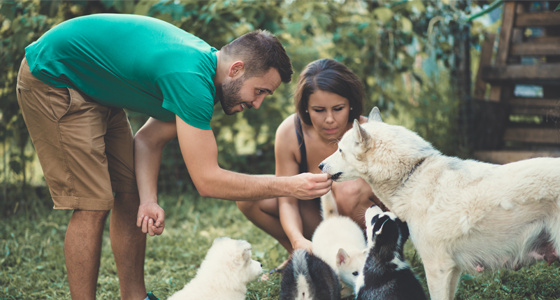 Elevage canin et félin